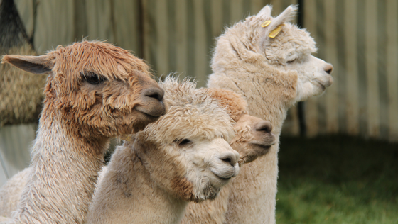 alpaca_farm